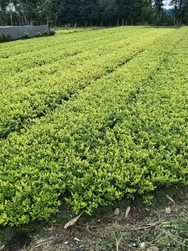 大学生网球拍测评